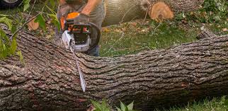 How Our Tree Care Process Works  in  Vinton, LA